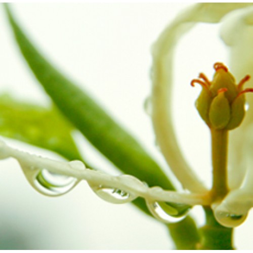 H2O Michelia Alba Essential Oil